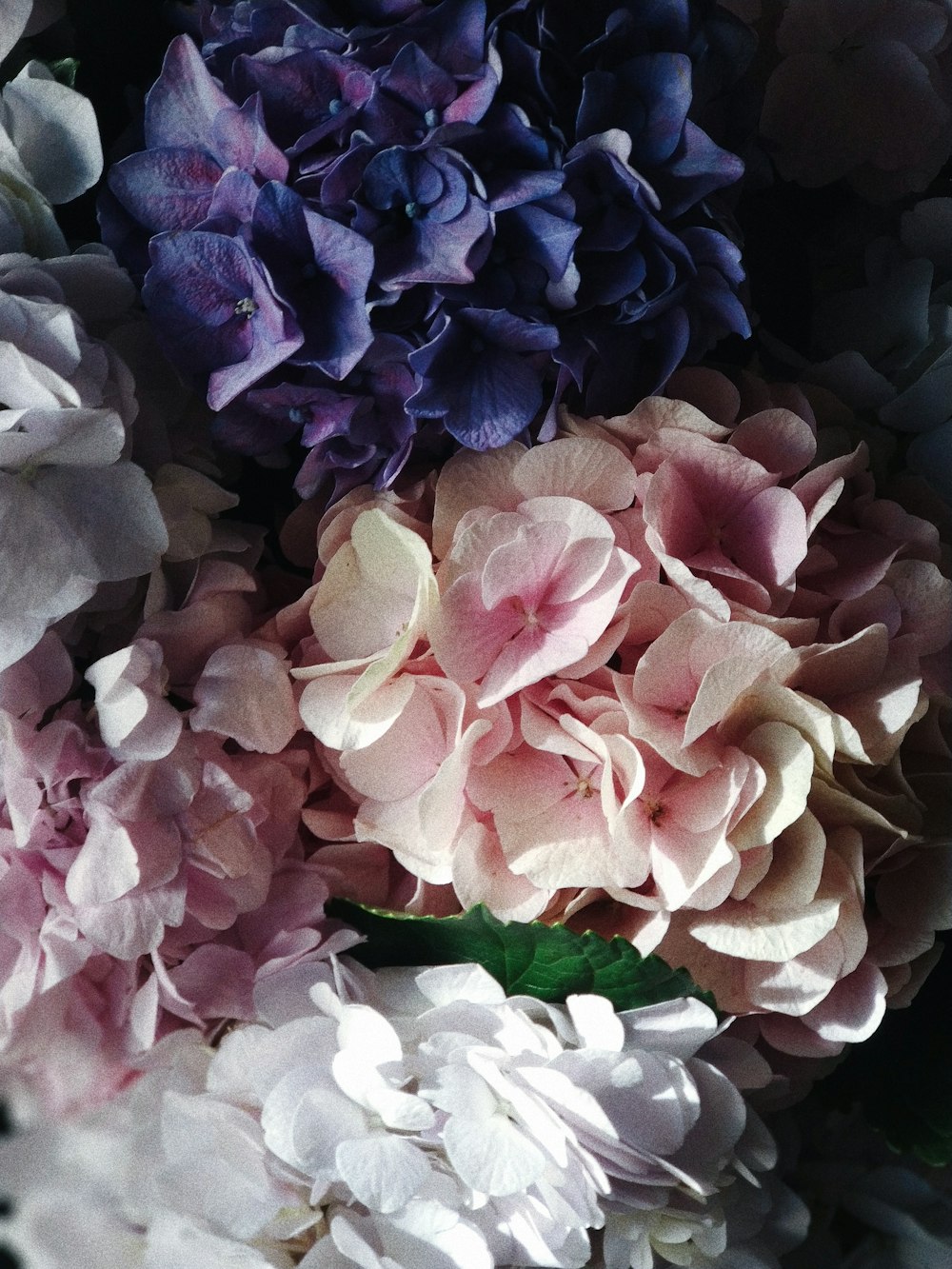 fotografía de primer plano de flor de pétalos blancos y púrpuras