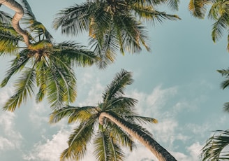 a group of palm trees reaching up into the sky