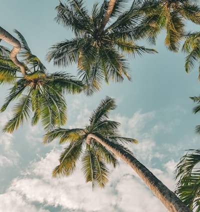 a group of palm trees reaching up into the sky