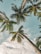 a group of palm trees reaching up into the sky