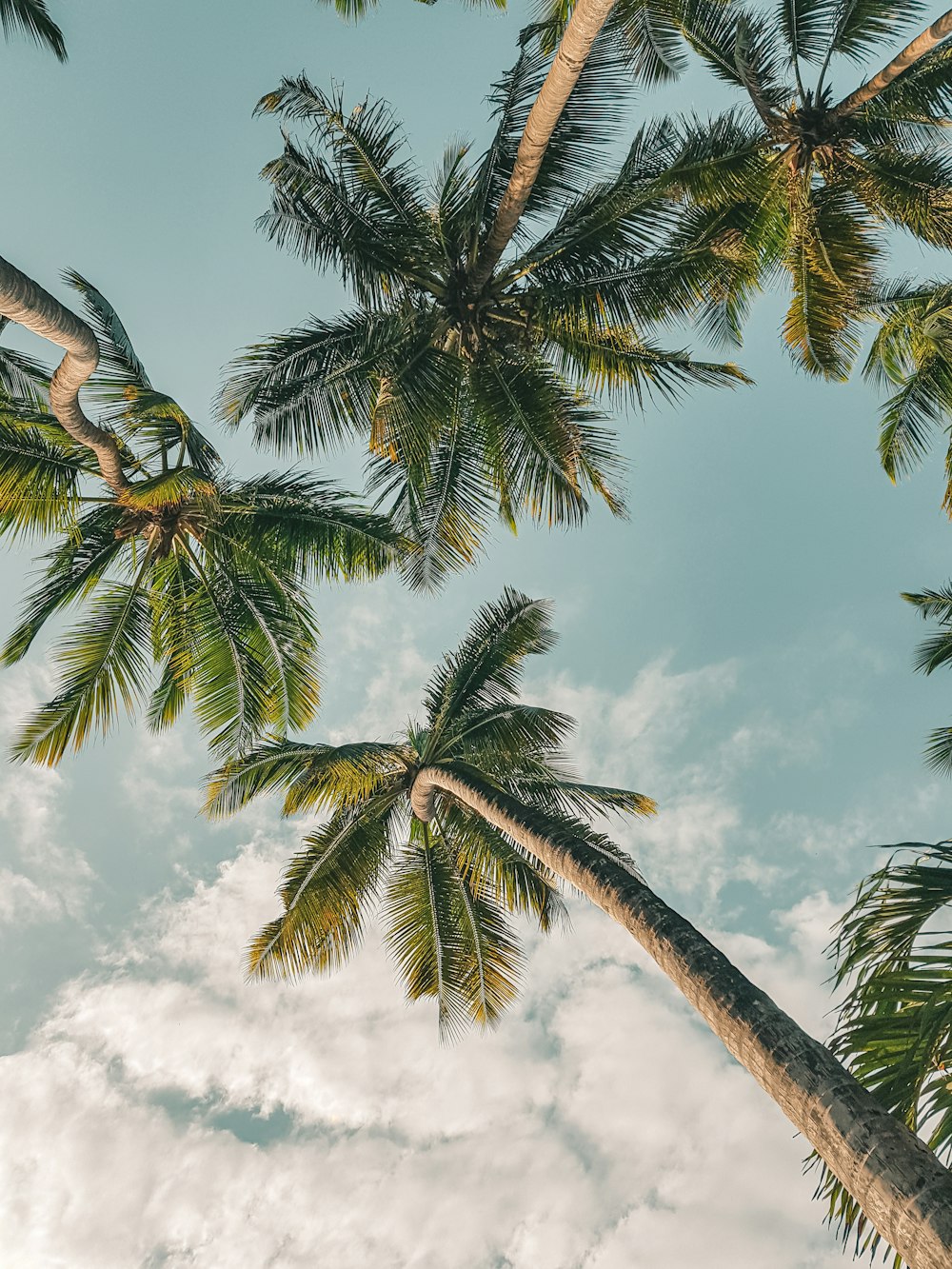 a group of palm trees reaching up into the sky