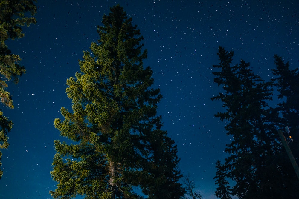 green-leafed trees under blue sky