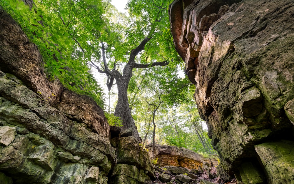 tall tree beside cliff