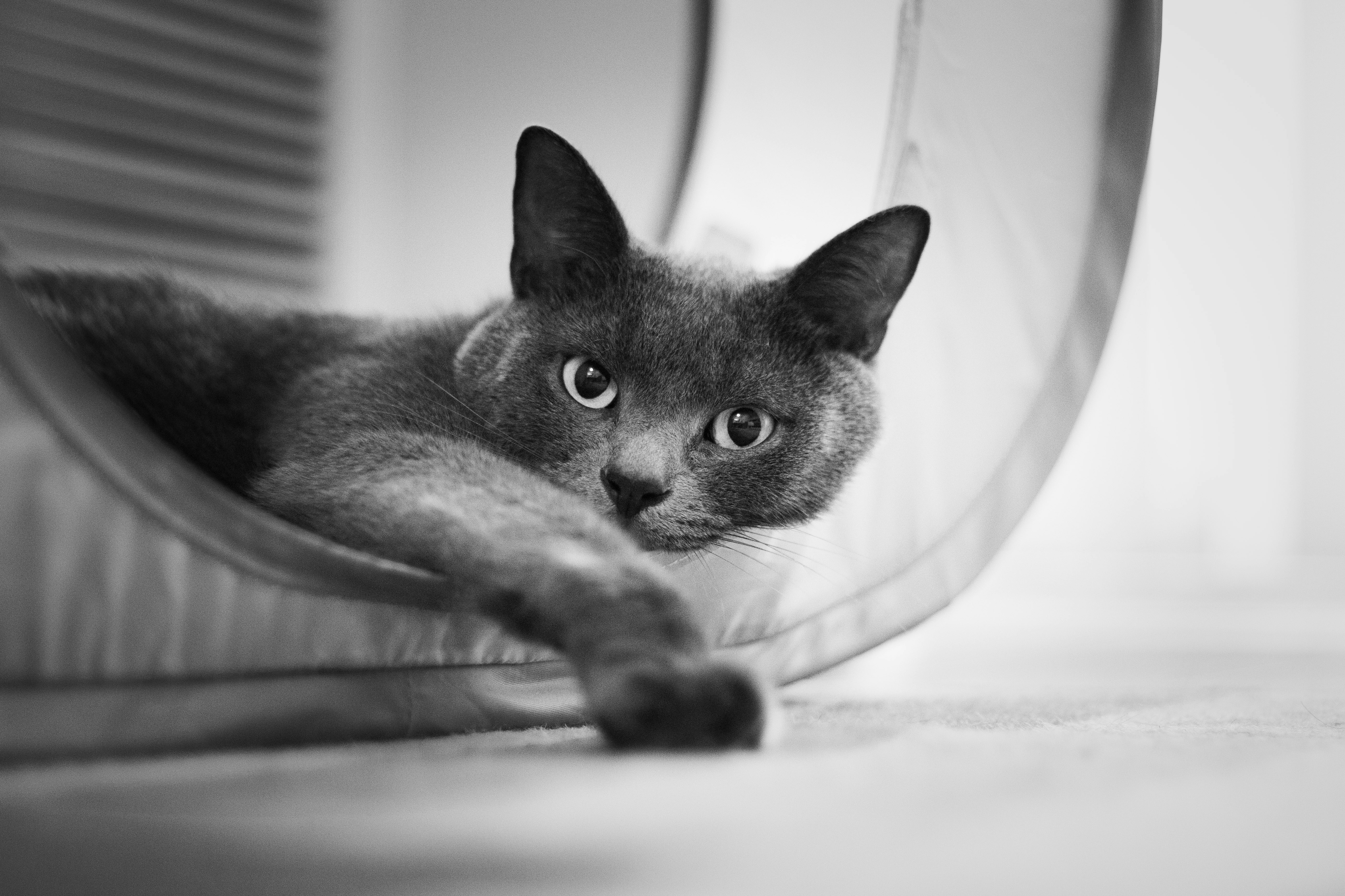 Fotografía en escala de grises de gato mentiroso