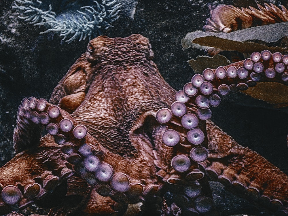 Pulpo marrón