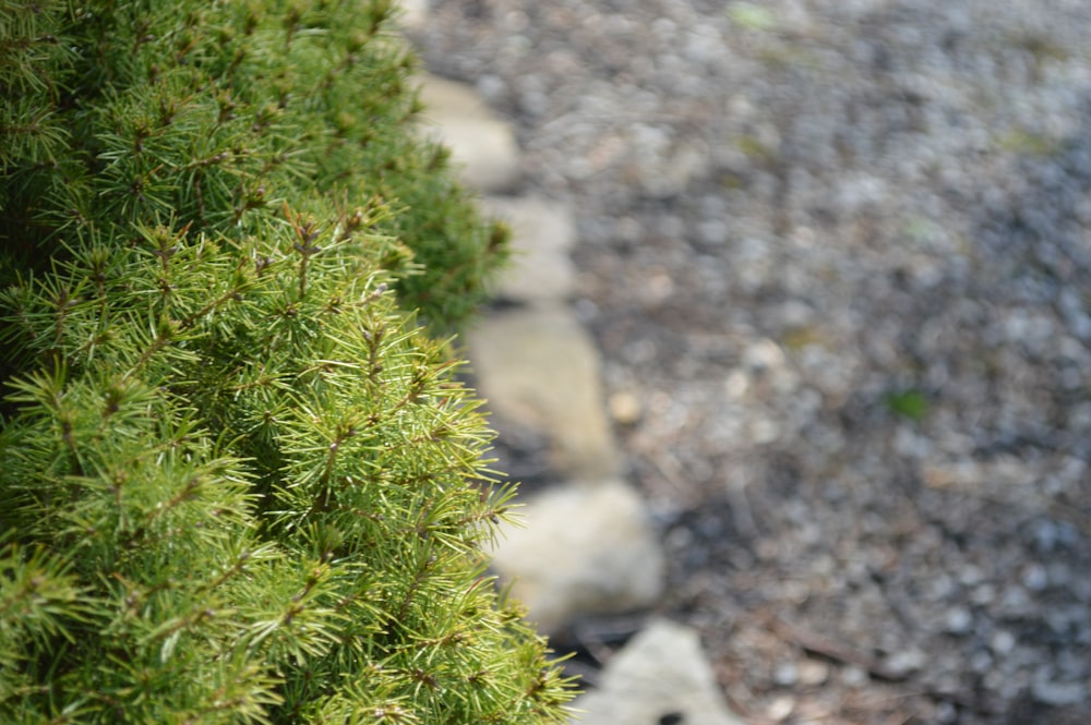 a close up of a plant with rocks in the background