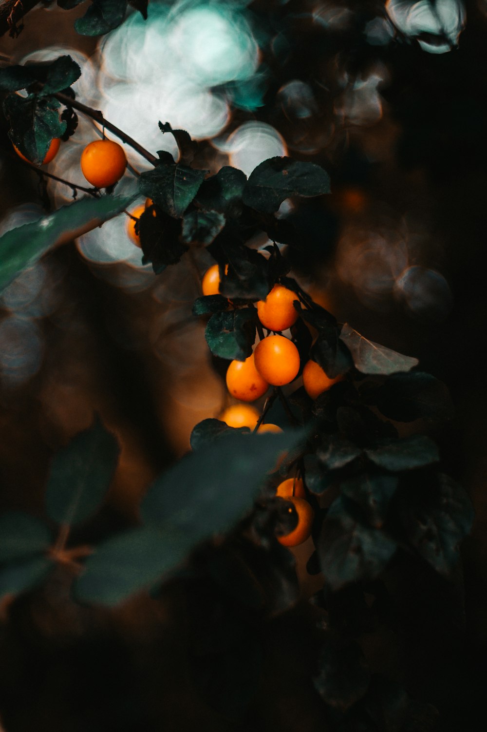 orange fruit