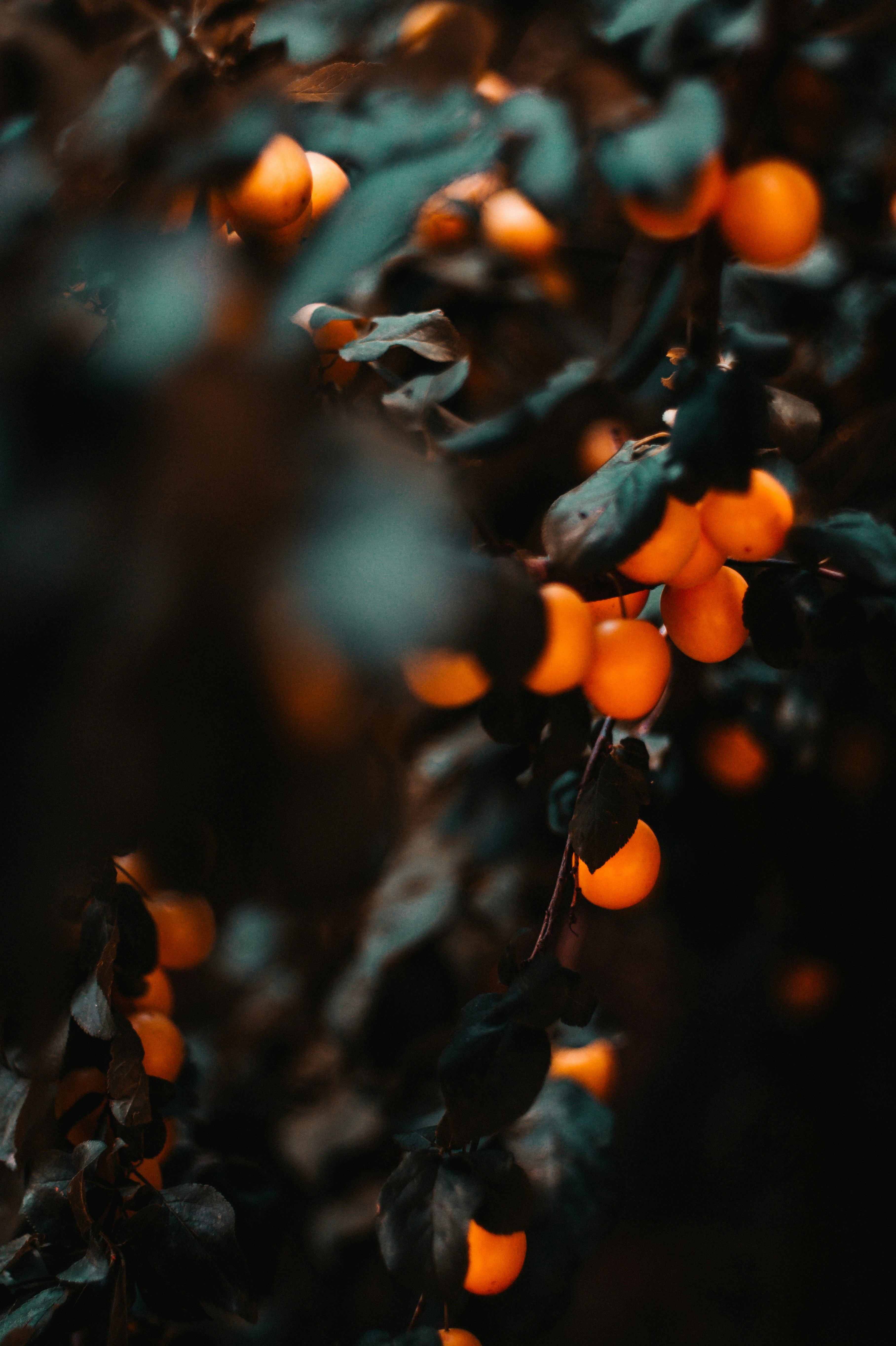 Photo by davidvondiemar