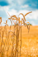 Golden stalks of wheat swaying gently in a vast Indian field.