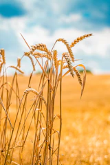 Healthy crops waving gently in the breeze under a clear blue sky.