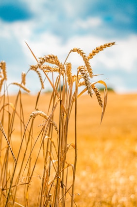 A serene field of temporary crops with green fibers swaying gently under a clear blue sky.