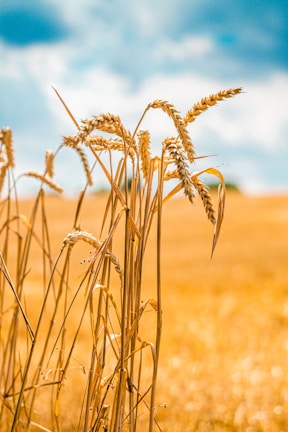 Sunlit field of bajra swaying gently in the breeze under a clear sky.