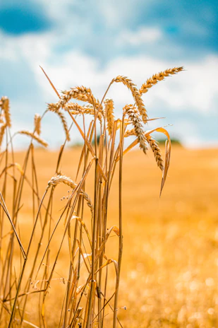 Close-up of wheat fields swaying in a gentle breeze under a bright, clear blue sky.