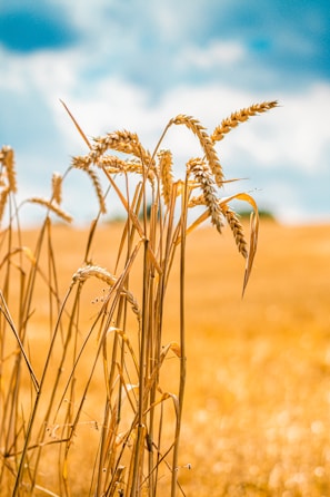 Golden wheat swaying gently under a clear blue Canadian sky at maple field farms.