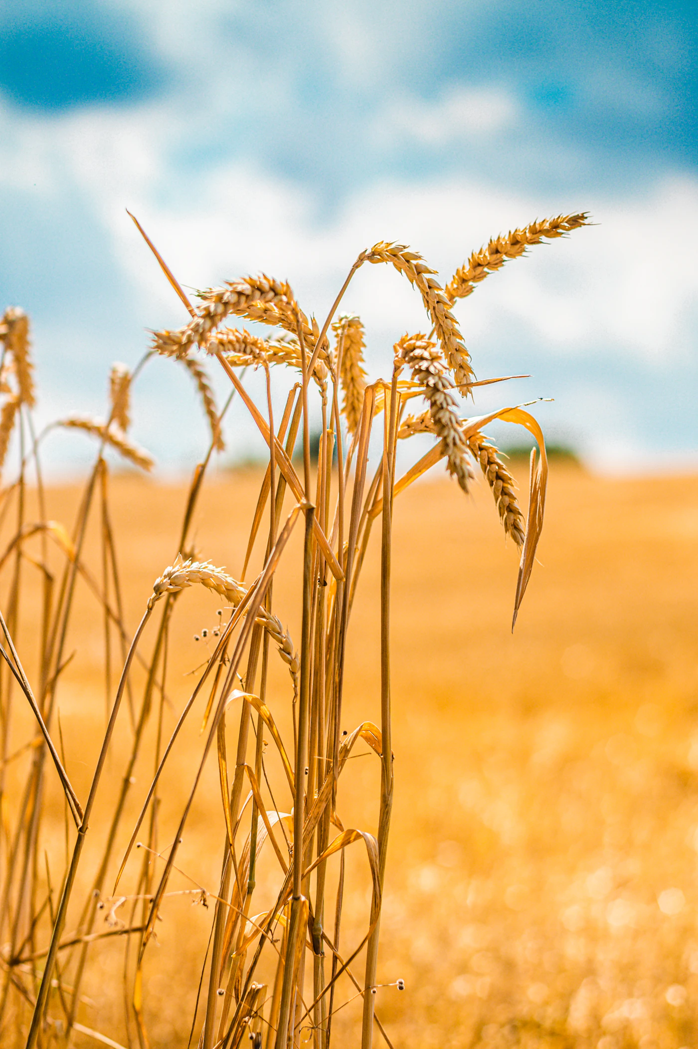 A field of golden ripe grain stretching toward the horizon under a clear prairie sky
