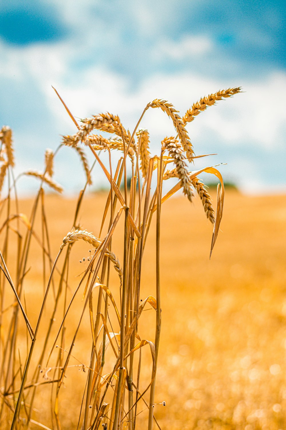 wheat field