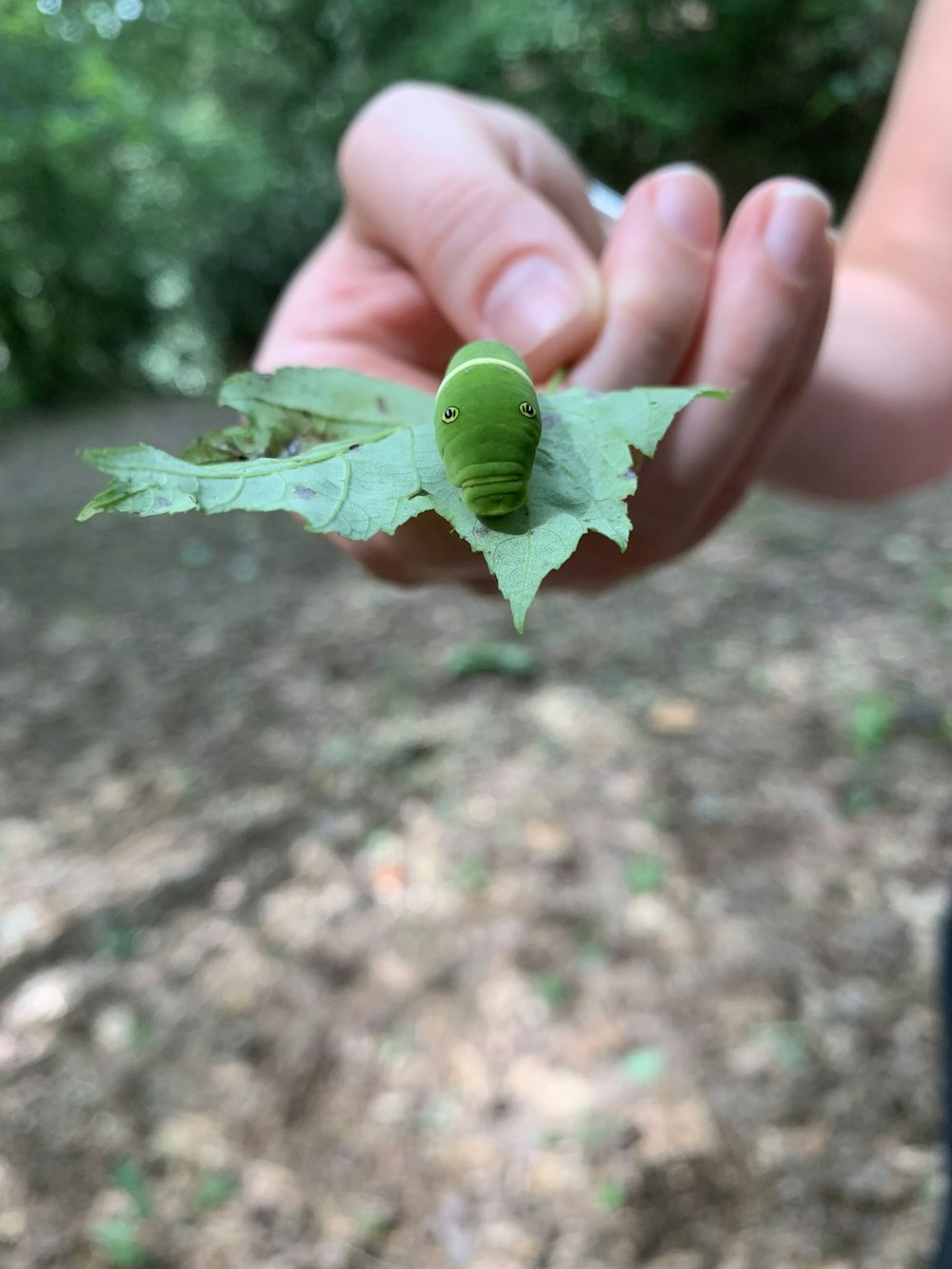 shallow focus photography of green caterpillar