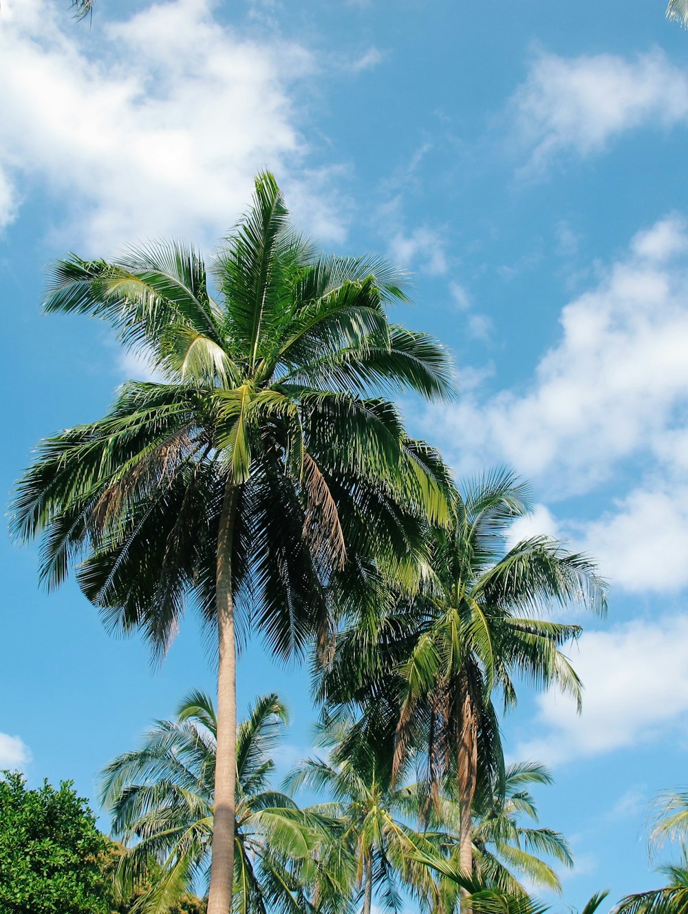 green coconut tree