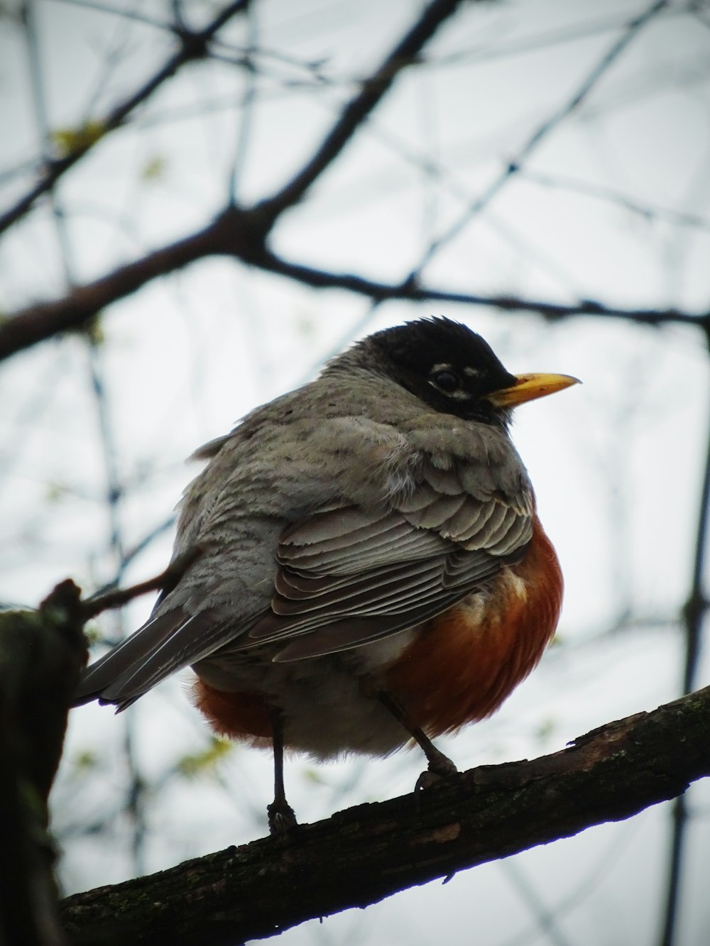 black, grey and orange bird close-up photography