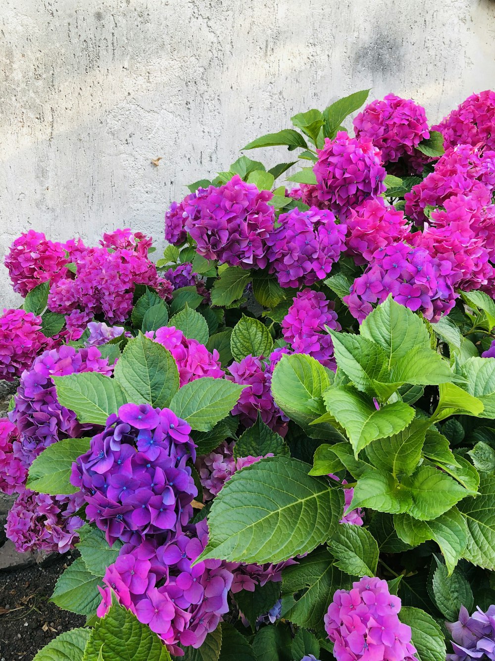 pink clustered flower