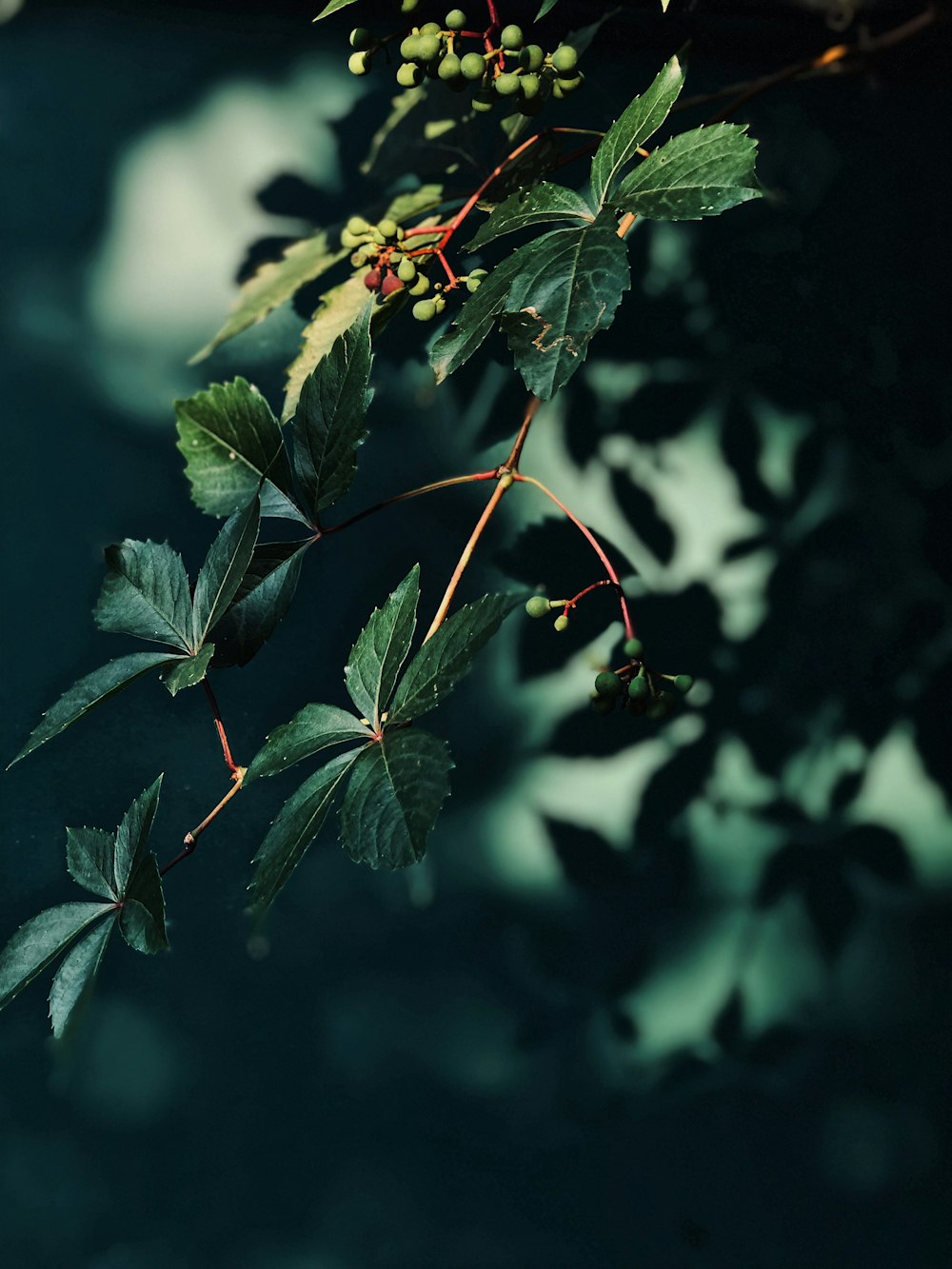 green-leafed plant