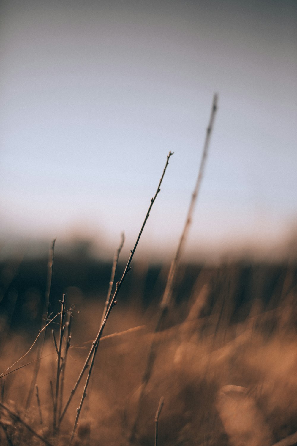 green grass filed during daytime