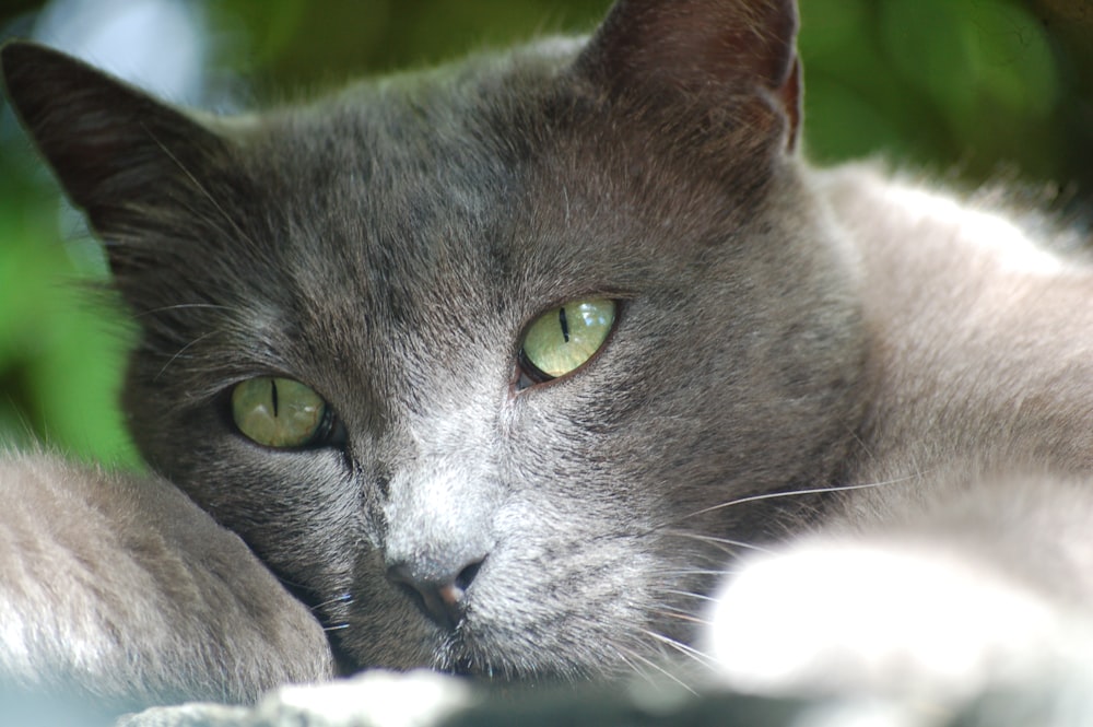 shallow focus photography of short-coated gray cat