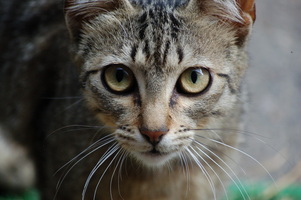 gato atigrado marrón