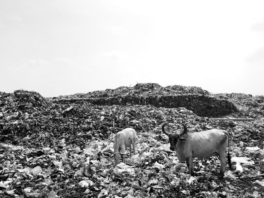 two cattle on field