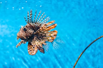 brown fish underwater
