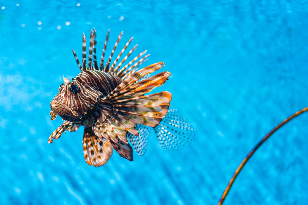 水中の茶色の魚