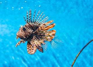 brown fish underwater