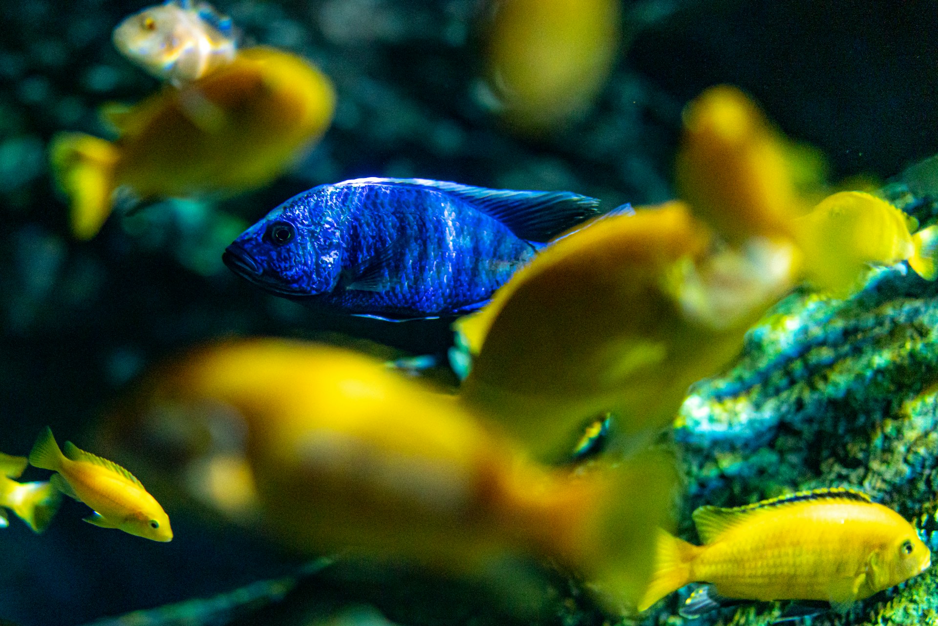 a group of yellow and blue fish in an aquarium