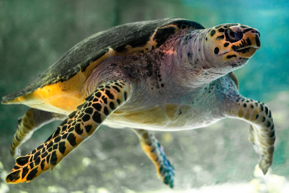 black and yellow sea turtle