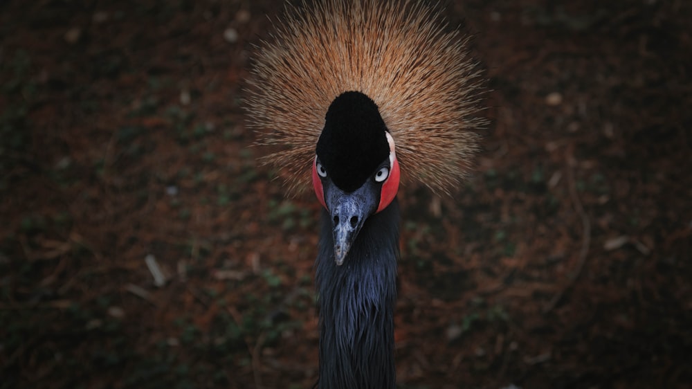 black peacock