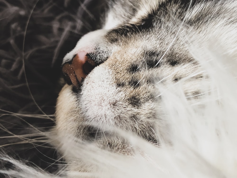 a close up of a cat sleeping on a bed