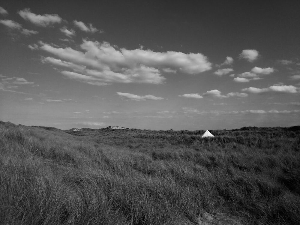 grayscale photo of green grass