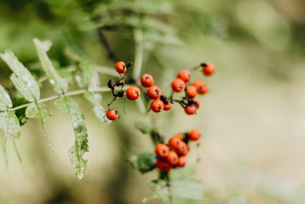 closeup photography of red berry fruit