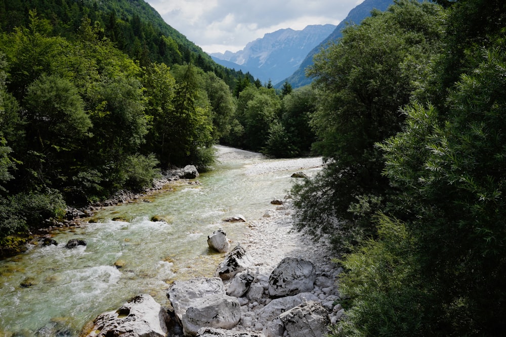 fiume con alberi ai lati