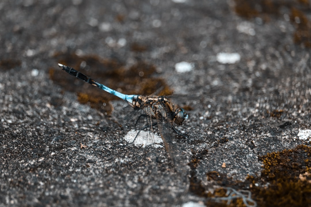 black and blue dragonfly close-up photography