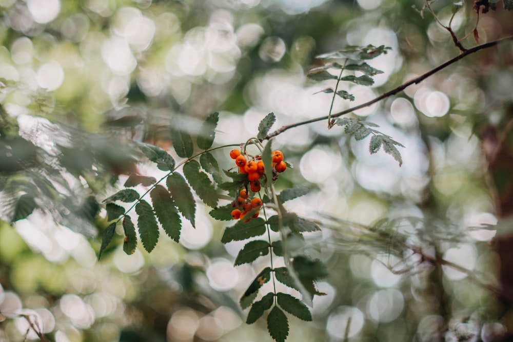 bokeh photography of green-leafed plant with round red berries