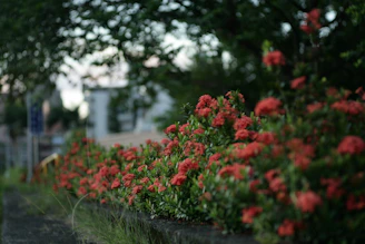 Volunteers planting flowers along a neighborhood sidewalk on a clear day
