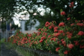 A lush row of vibrant red flowers blooming along a sidewalk garden, surrounded by rich green foliage. The background reveals blurred urban elements, suggesting a city environment.