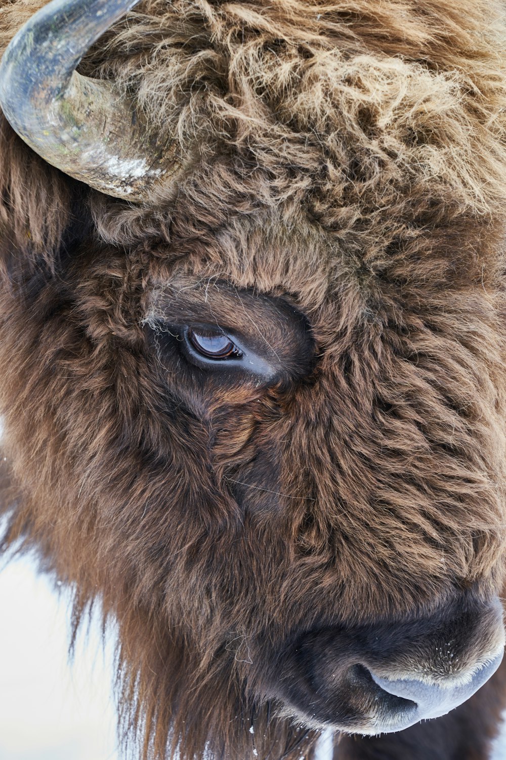 Brauner Bison