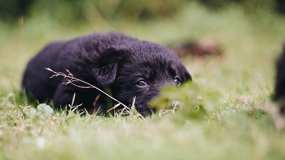 Labrador puppy resting outdoors