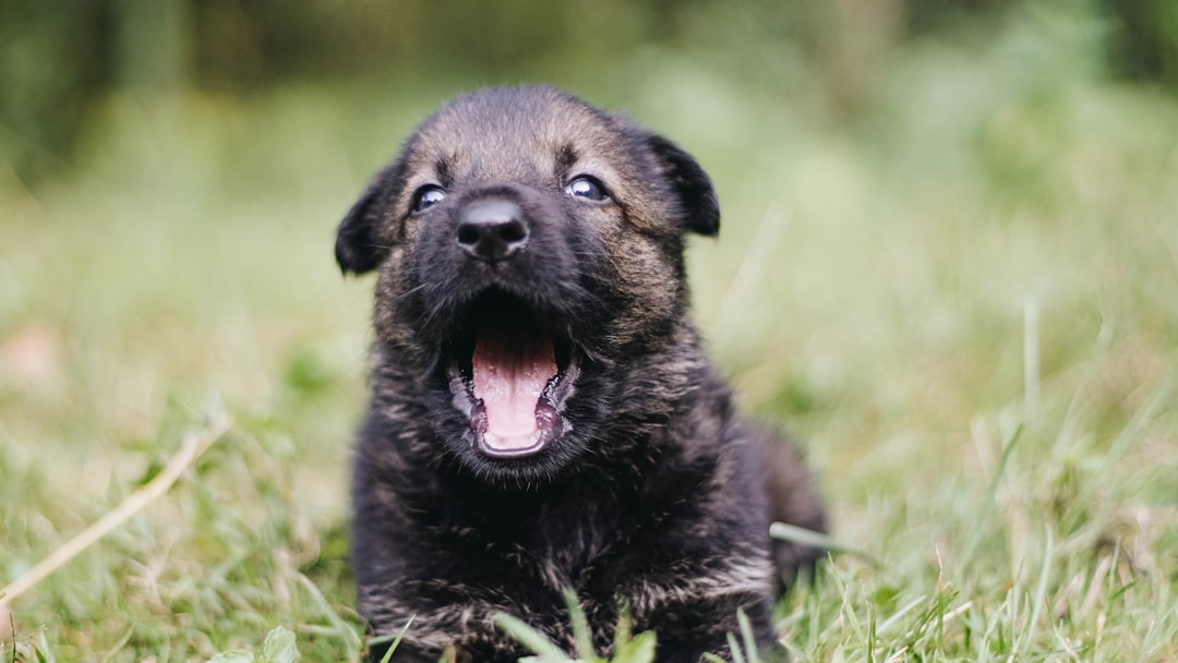 black puppy opening it's mouth
