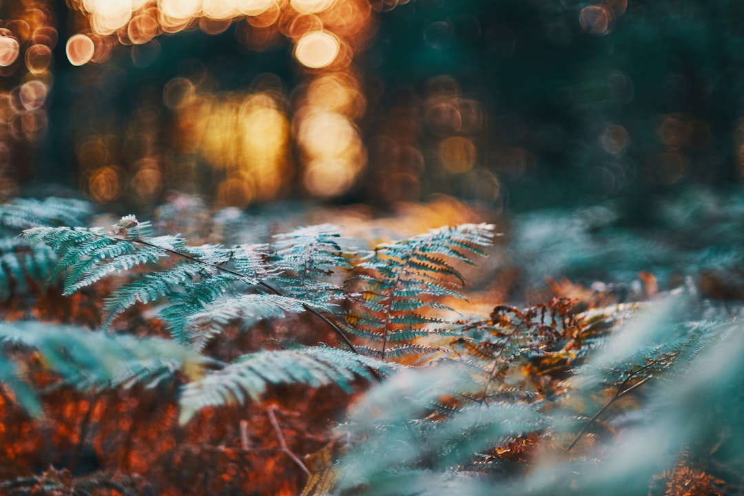 green fern plant bokeh photography