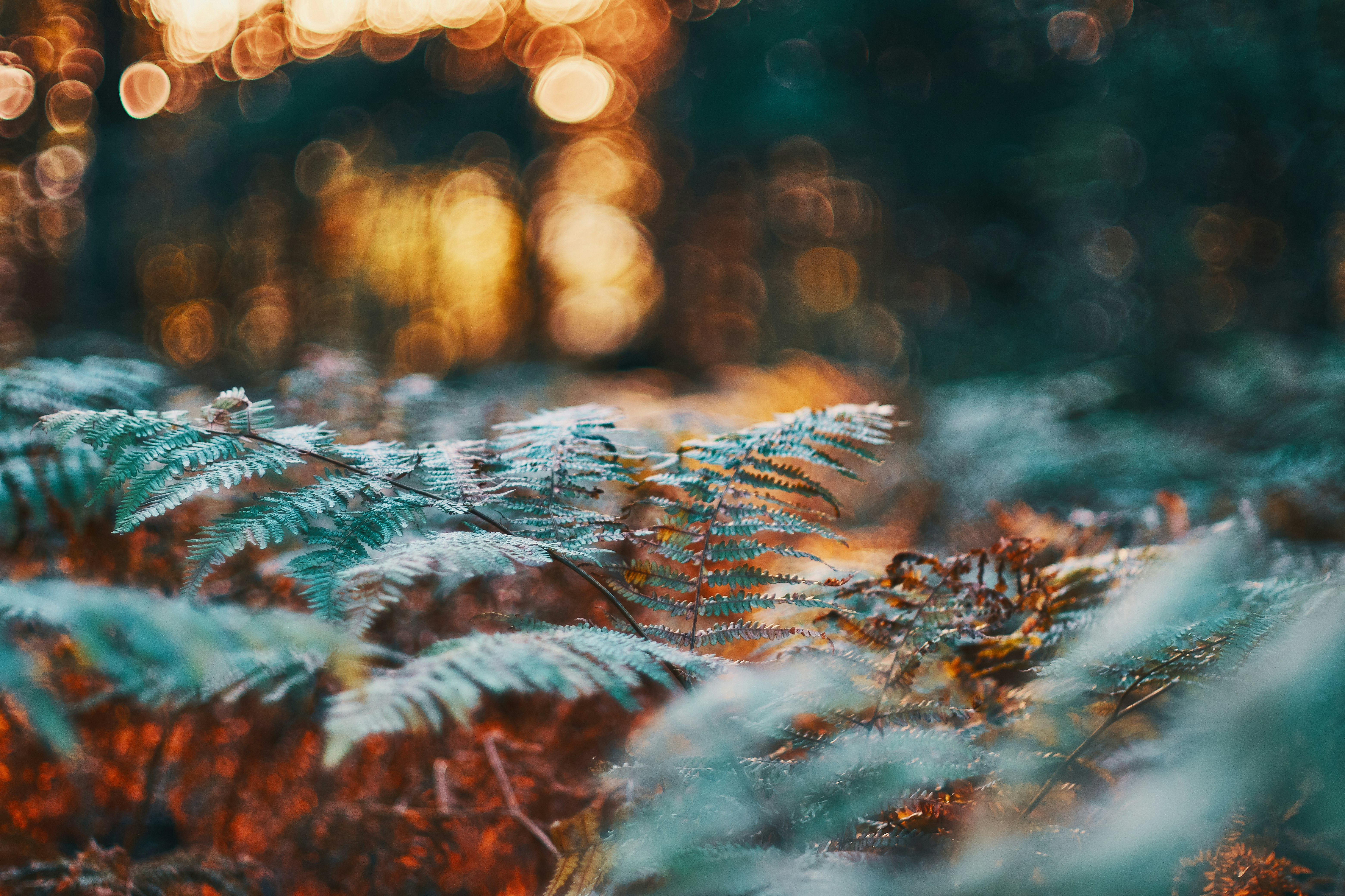 green fern plant bokeh photography