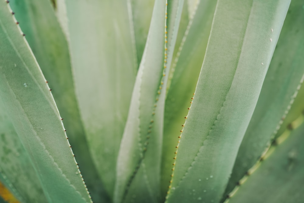 green leafed plant