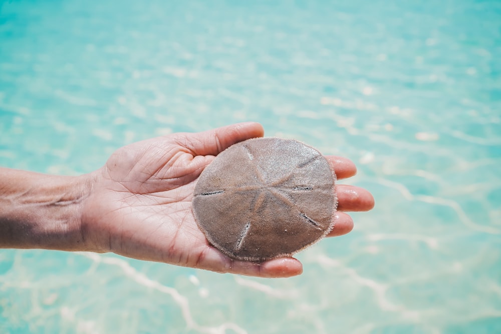 brown sand dollar